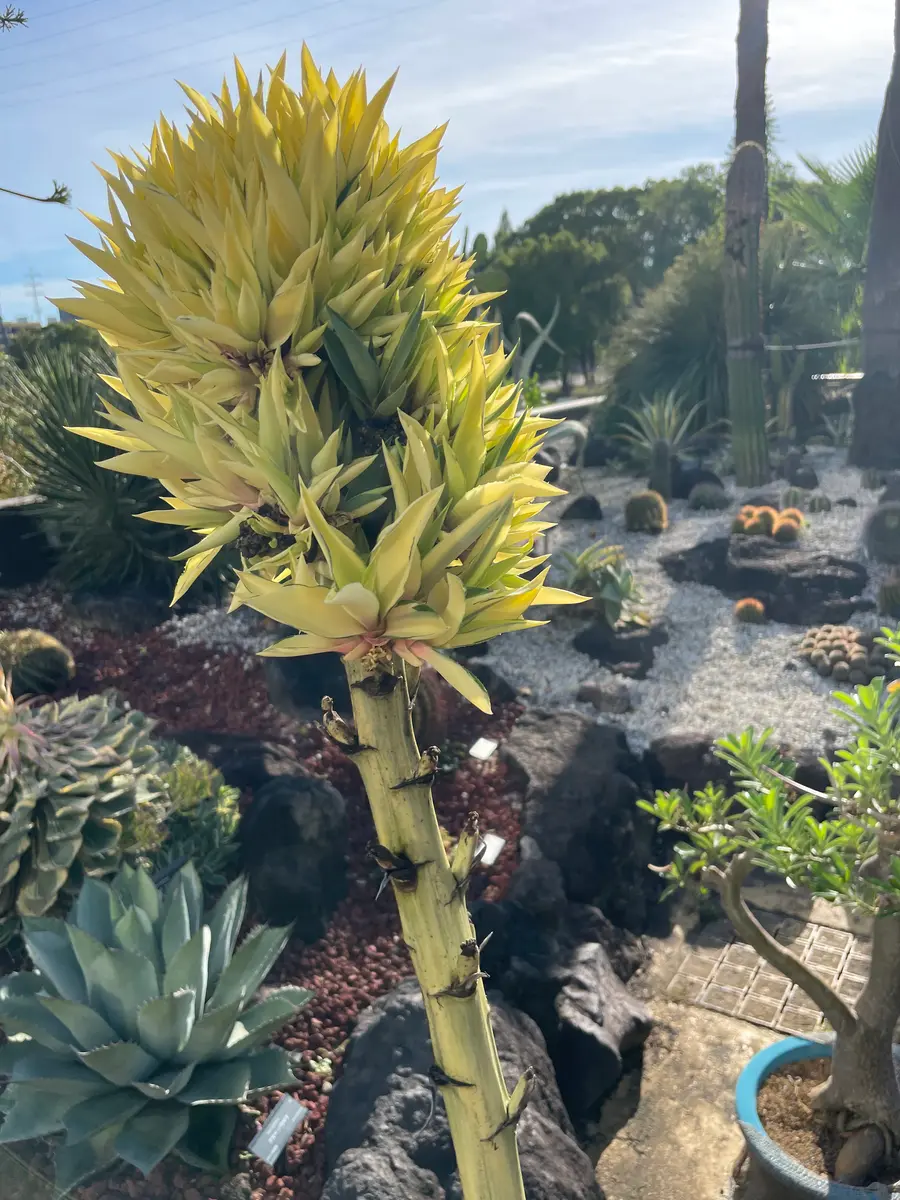 このアガベ（ジョーホーク）、花茎のようなものが上がっている