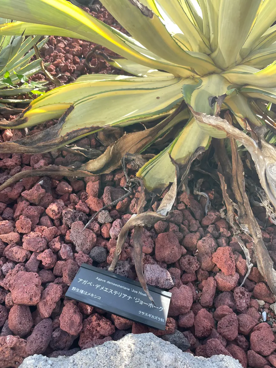 このアガベ（ジョーホーク）、花茎のようなものが上がっている