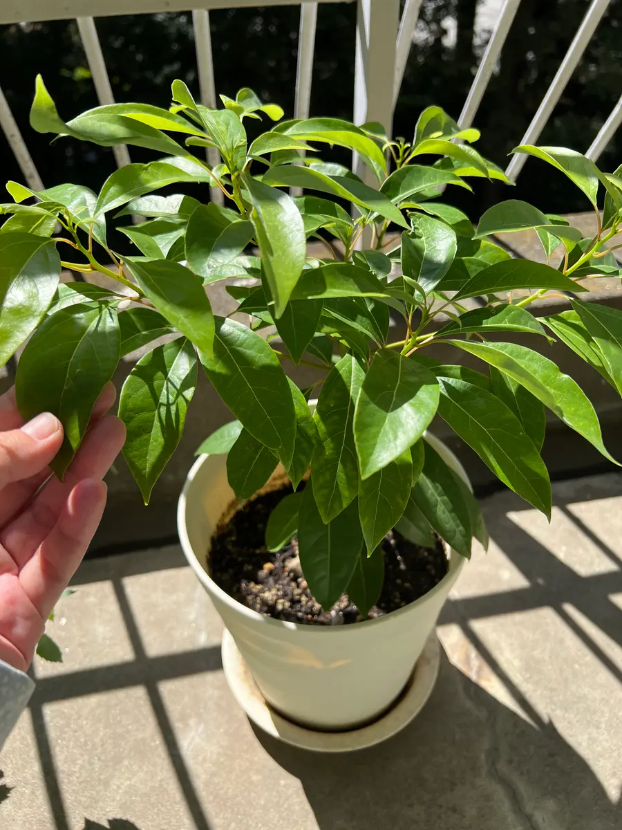 観葉植物 緑色の葉 白い鉢 ベランダの鉢から植えた覚えのないものが生えてきました。2〜3