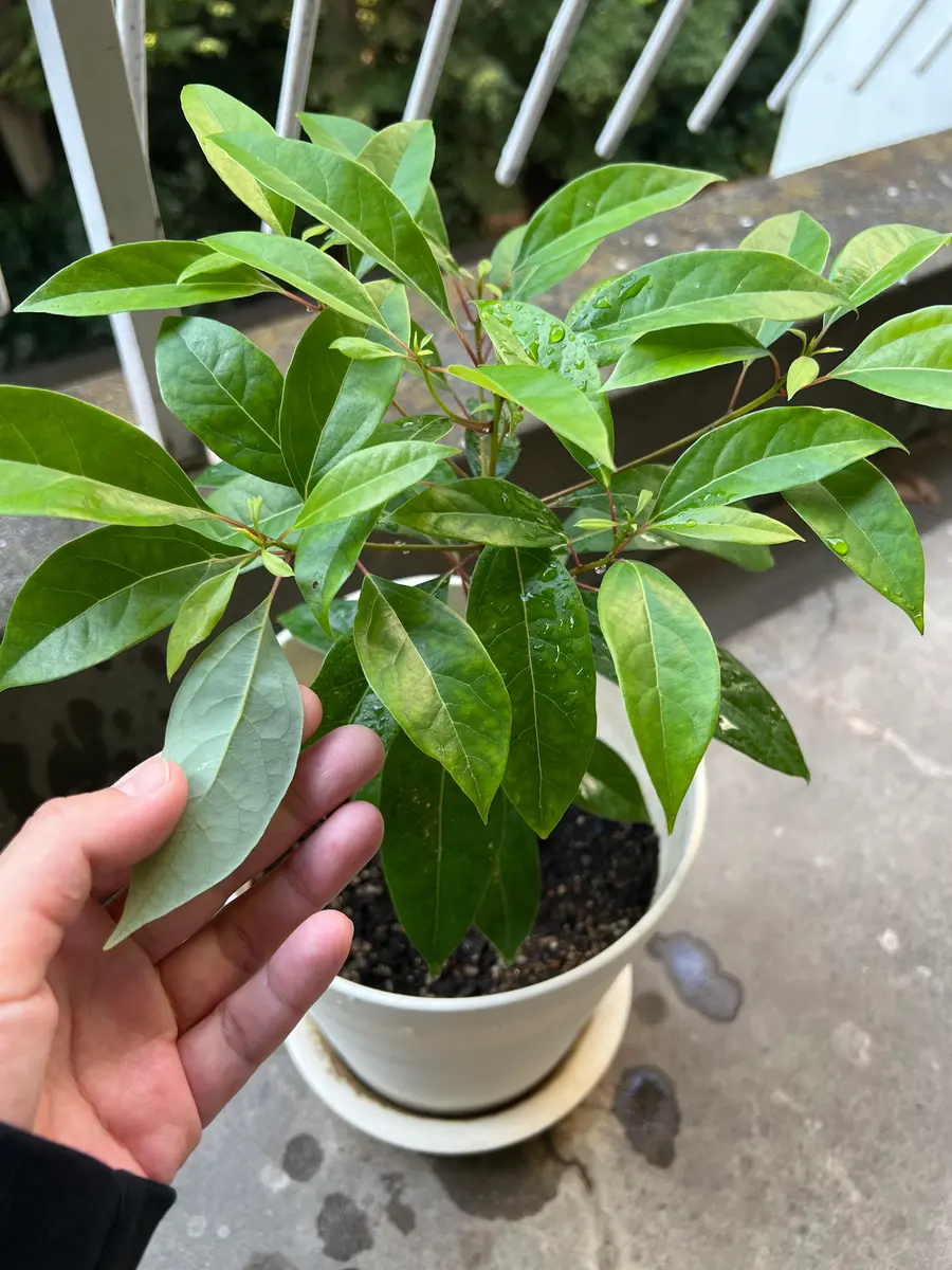 ベランダの鉢から植えた覚えのないものが生えてきました。2〜3