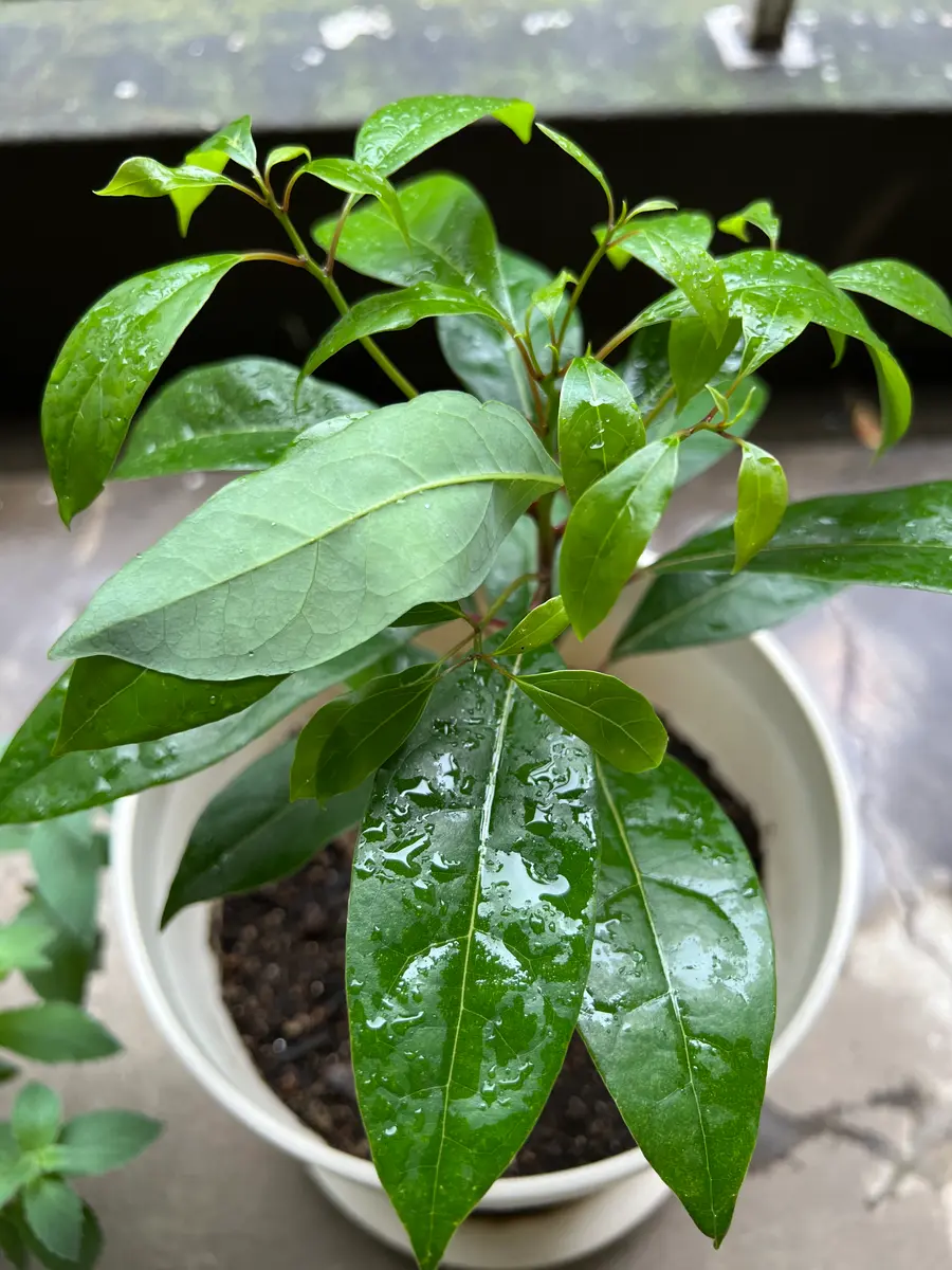 観葉植物 緑色の葉 白い鉢 ベランダの鉢から植えた覚えのないものが生えてきました。2〜3