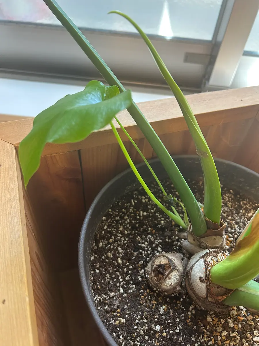 観葉植物初心者。セロームについてご相談です。4月に購入して|園芸 観葉植物初心者。セロームについてご相談です。4月に購入して|園芸