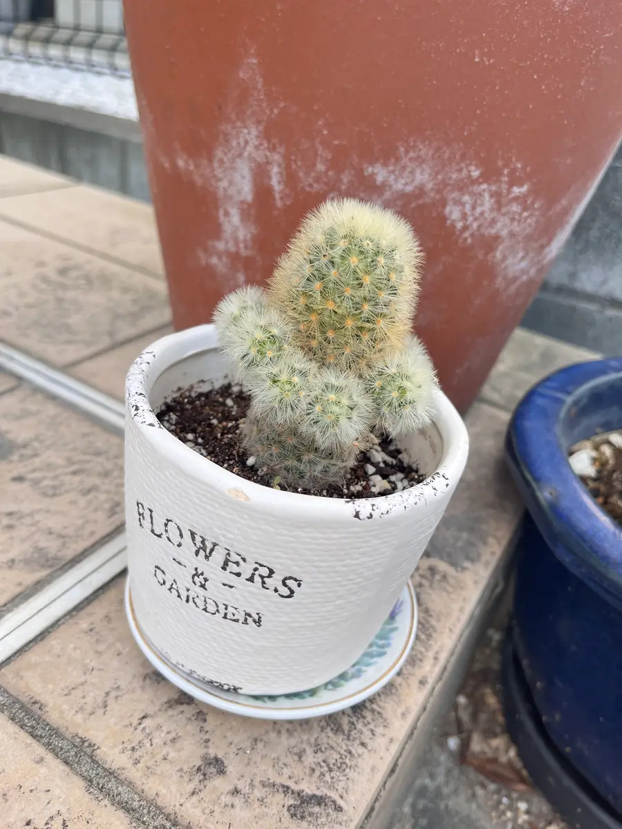 現在サボテンを育てています。子株がかなり育っており、カキコ