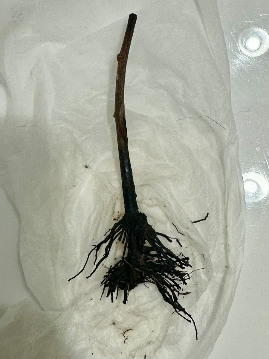 半年程前に、メルカリにて挿し穂を購入しました。お届け時には