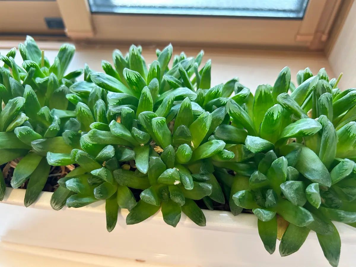 写真のものは7年くらい前にダイソーで買ったハオルチアです。｜園芸