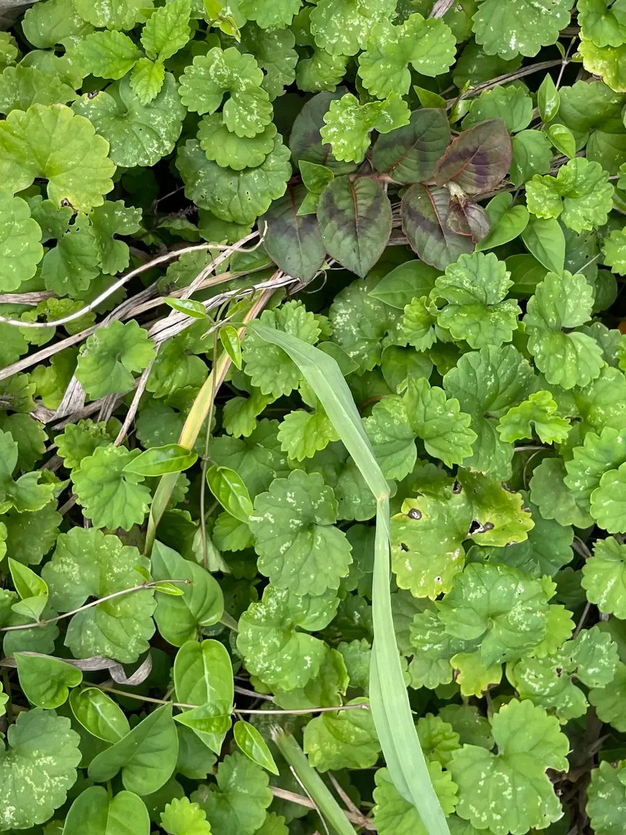 ➀丸い葉っぱのは、においがすごくします。➁もう一つは、今日み