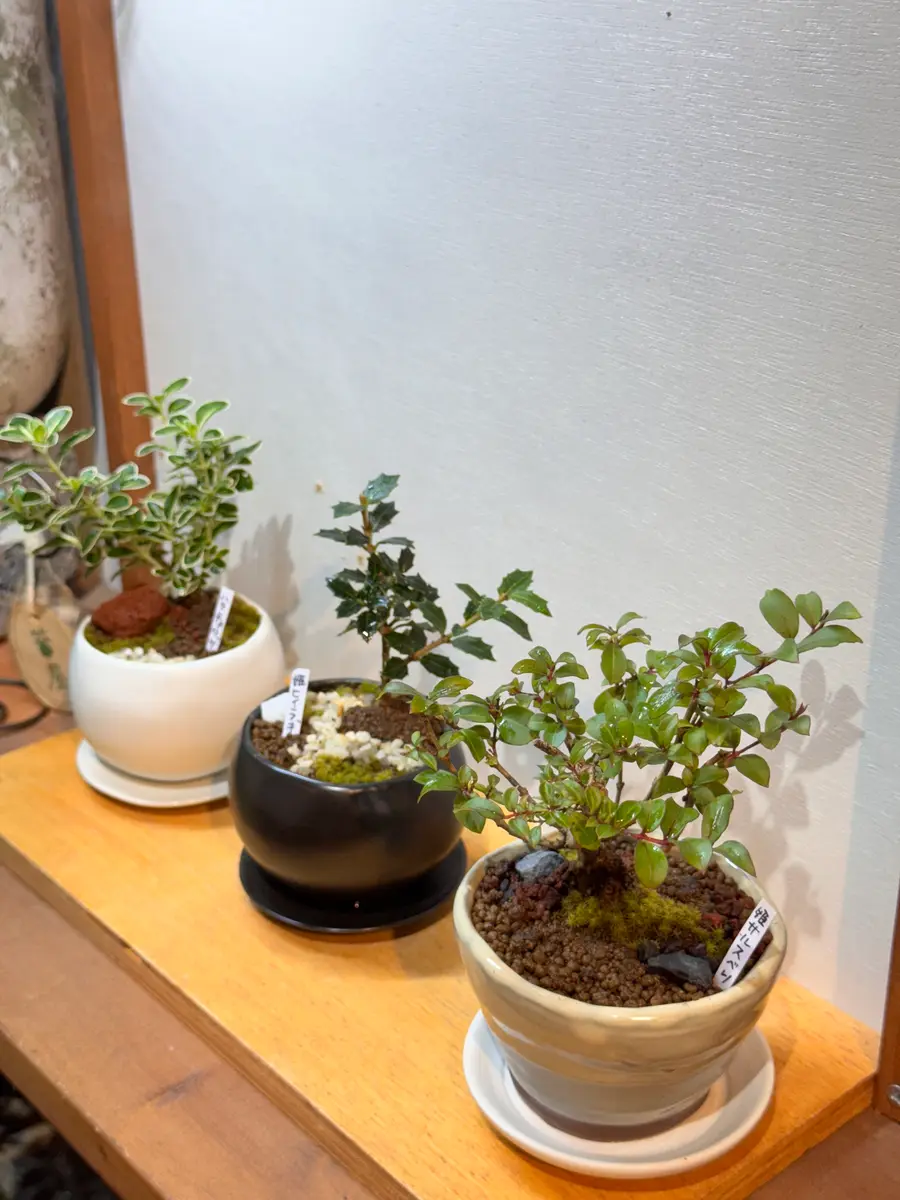 ミニミニ盆栽 盆栽 小さい おしゃれなミニ盆栽 ちょこぼん 通販サイト
