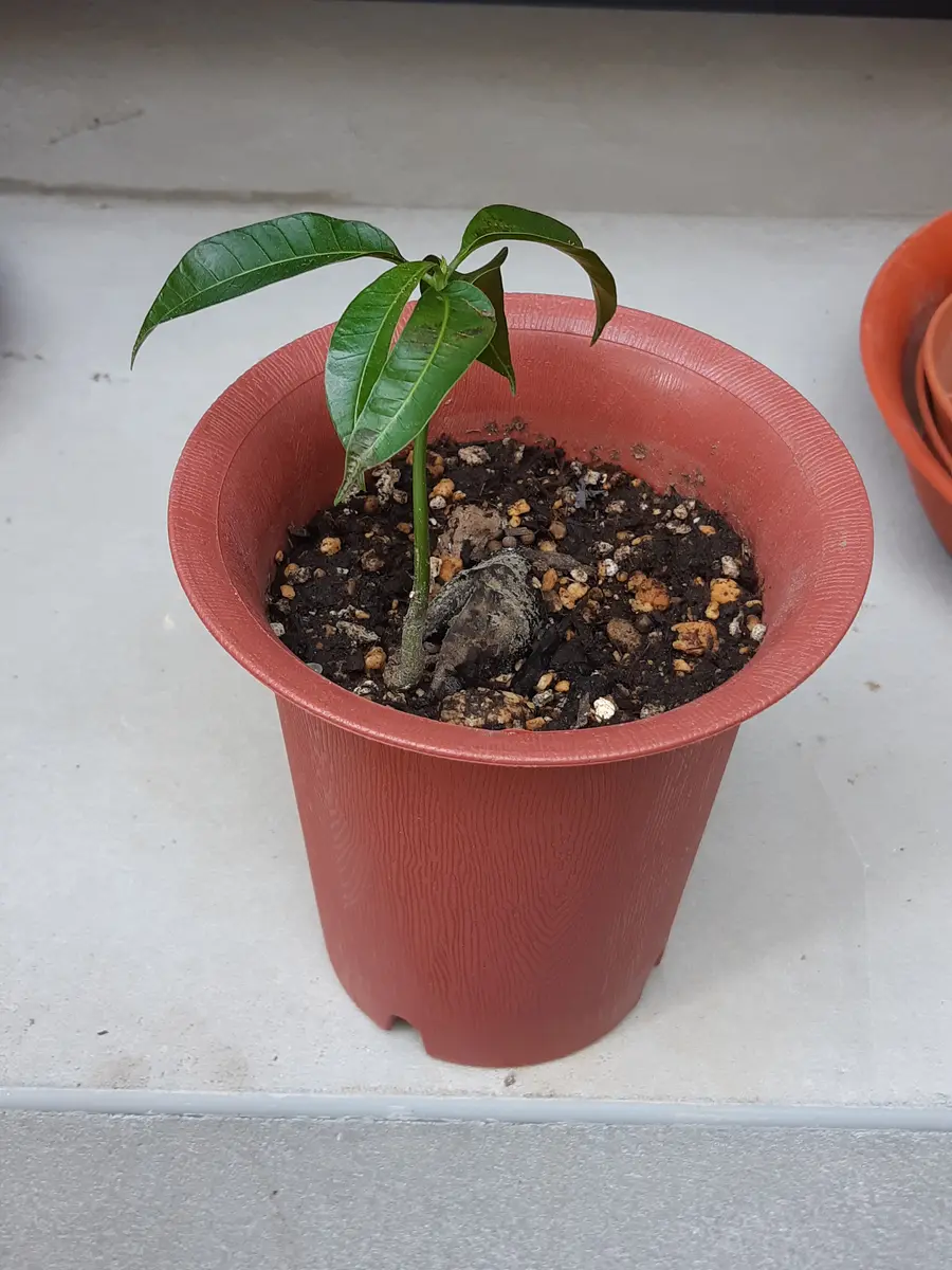 マンゴーの鉢植えです。種から発芽させました。それまで水の｜園芸