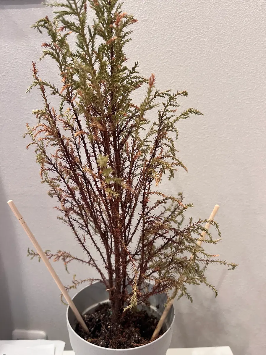 ゴールドクレスト♡5年生 土が乾いたら水やりします〰️ ゴールドクレストについて一週間ほど不在で水やりできなかった