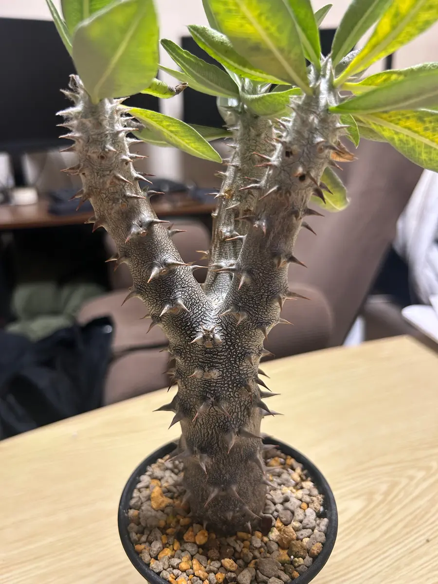 パキポディウムデンシフローラムの葉が黄変しておりました。ハ