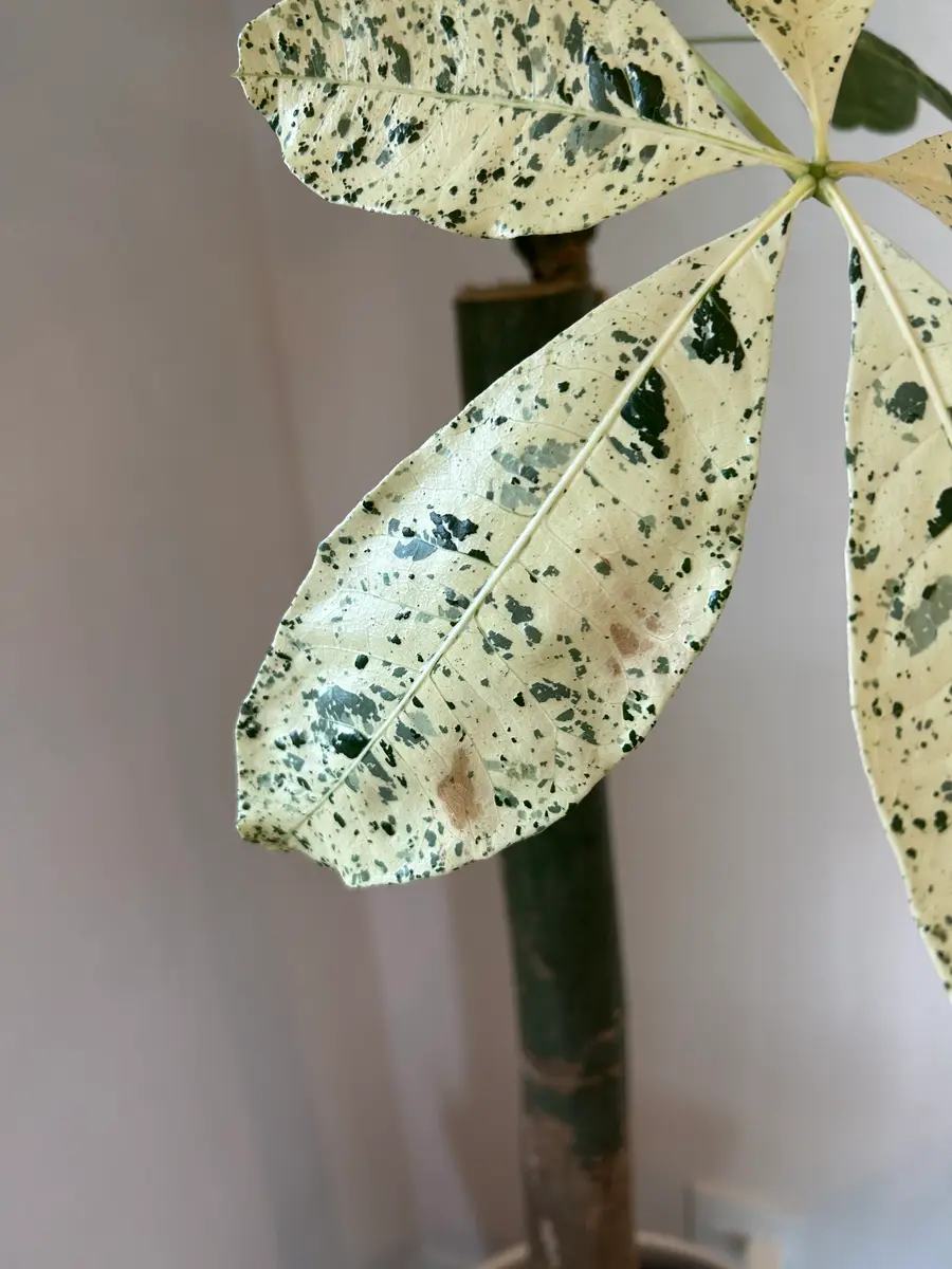 ミルキーウェイの葉っぱが一部茶色くなってきてしまいました