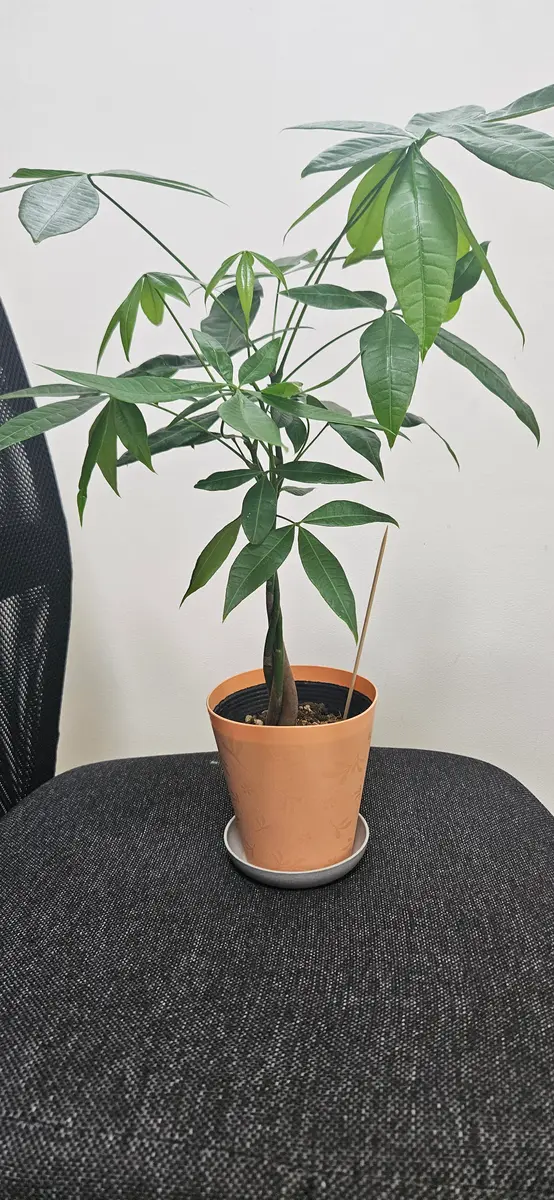 ホームセンターで編み込みパキラを購入したのですが、植え替え