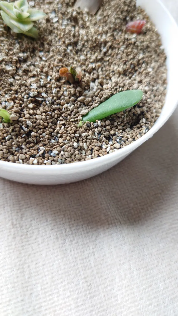 分かるわきゃないと思ってはいるんですが、この葉っぱ、この葉