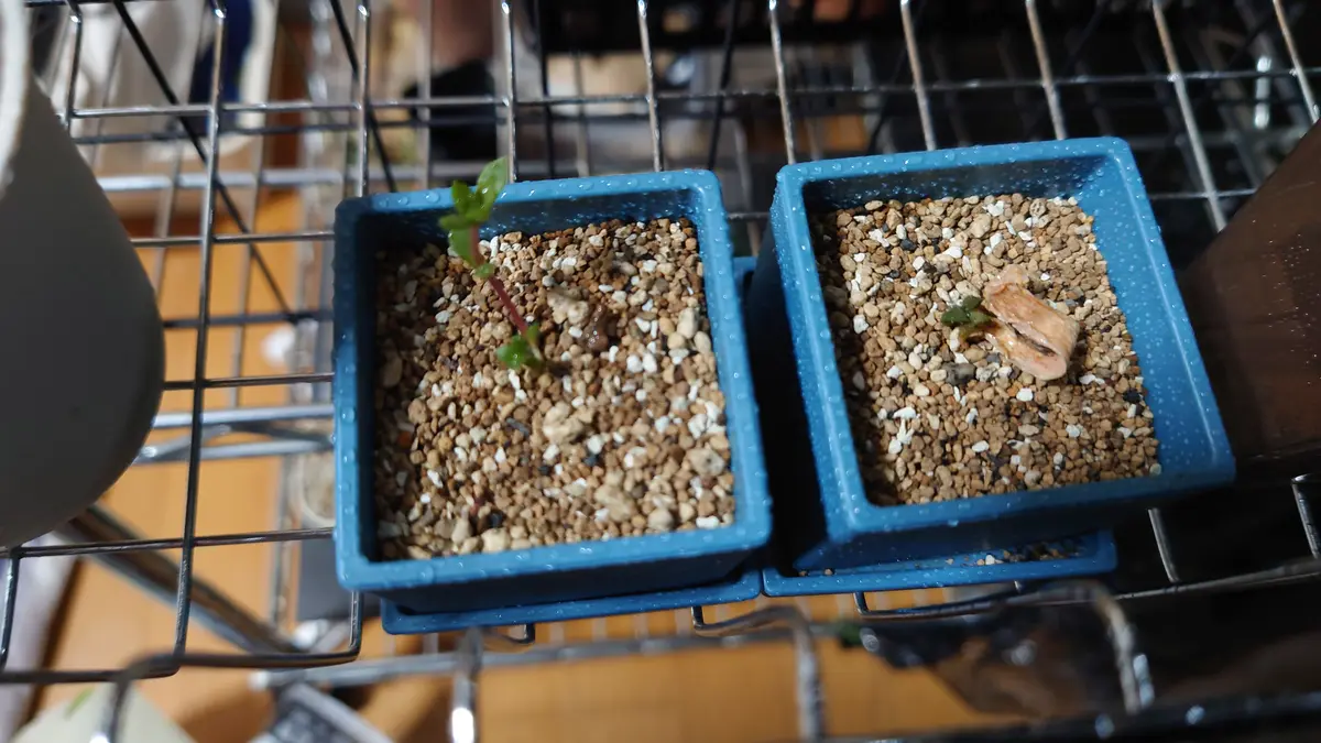 分かるわきゃないと思ってはいるんですが、この葉っぱ、この葉