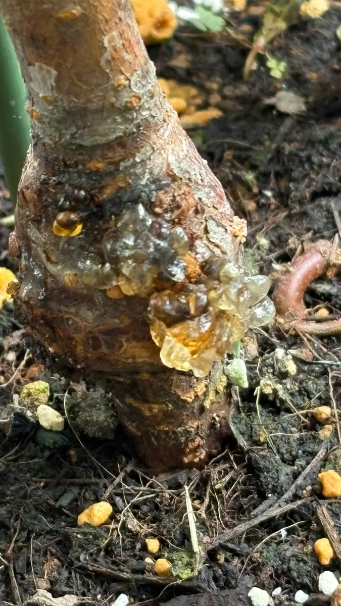鉢植えの桃〔清水白桃〕の株元付近や、葉の付け根に、ゼリー状