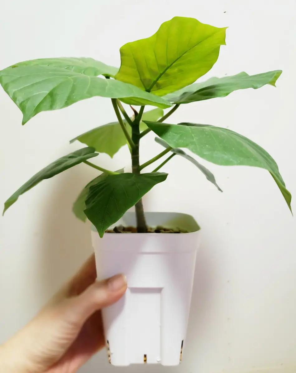 観葉植物の根鉢について教えてください。初めまして、こんに｜園芸