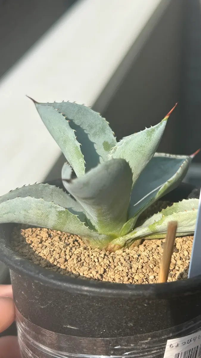 3週間ほど前に購入したアガベドラゴントゥースがやばいです。｜園芸