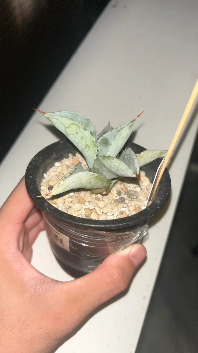 3週間ほど前に購入したアガベドラゴントゥースがやばいです。｜園芸