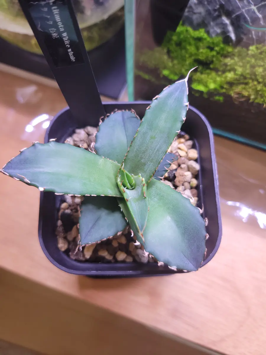 アガベ苗 安曇野白鯨 子株のみ アガベ Agave 安雲野白鯨 COYOTE アガベ