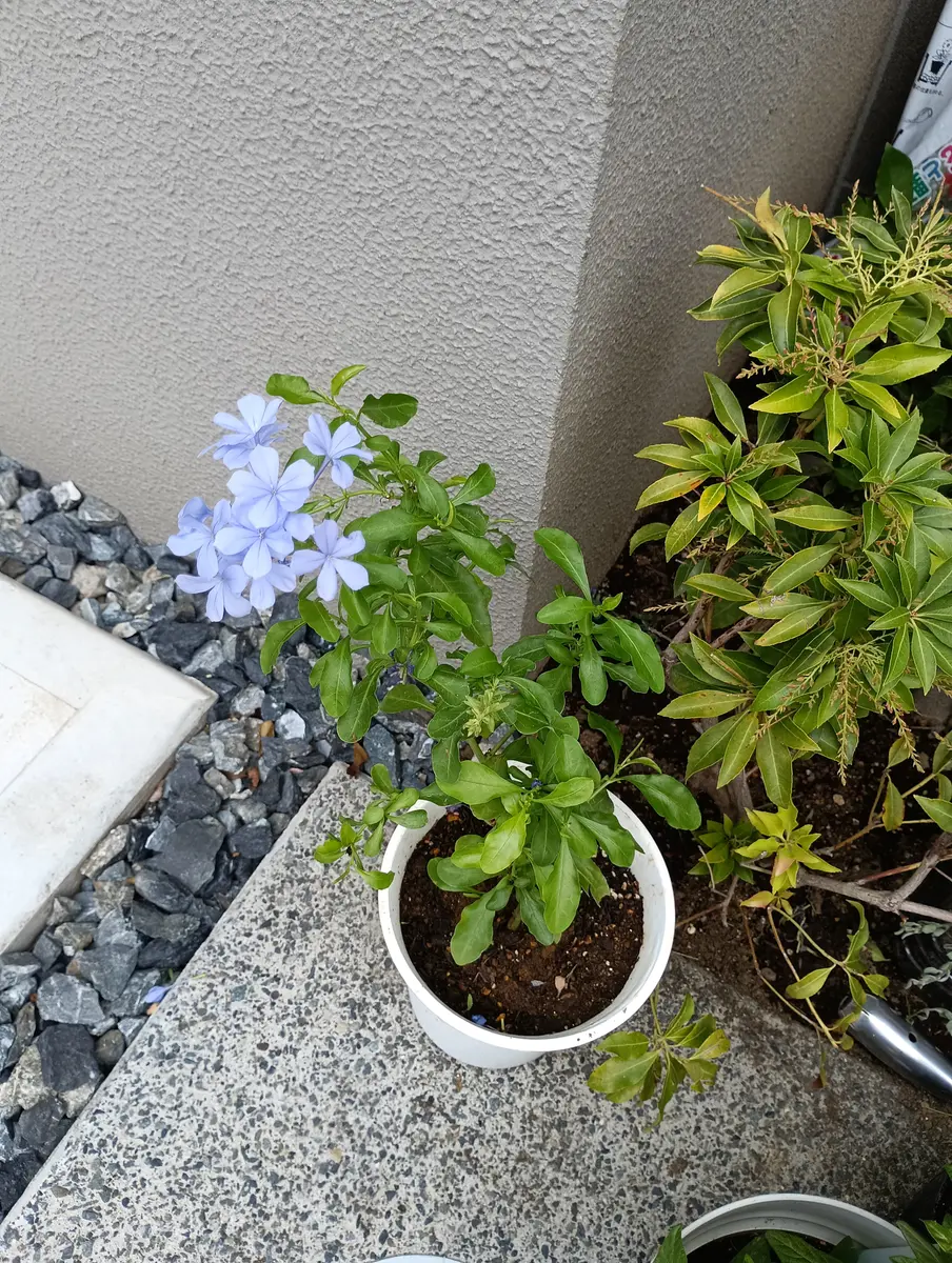 ルリマツリ 200円で購入しました 庭先で夏でも咲いている｜園芸相談