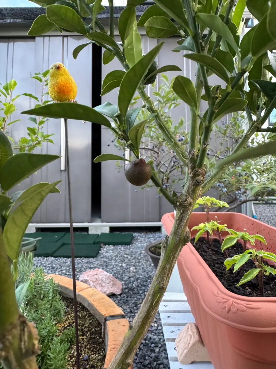 ぷちまる金柑について、今年はいい感じに育っているのですが