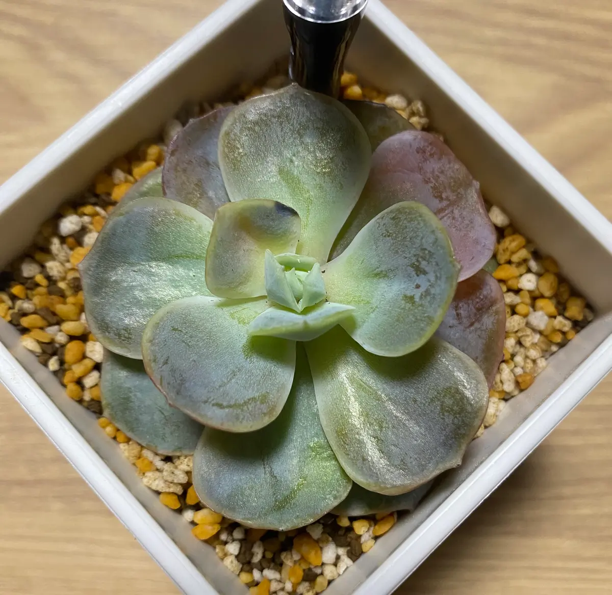 多肉植物 緑とピンクのグラデーション*3 多肉植物 緑とピンクのグラデーション*3 多肉植物 ピンクと緑の