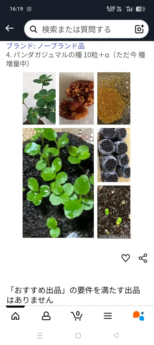 Amazonでパンダガジュマルの種を購入して、育てましたが葉の形