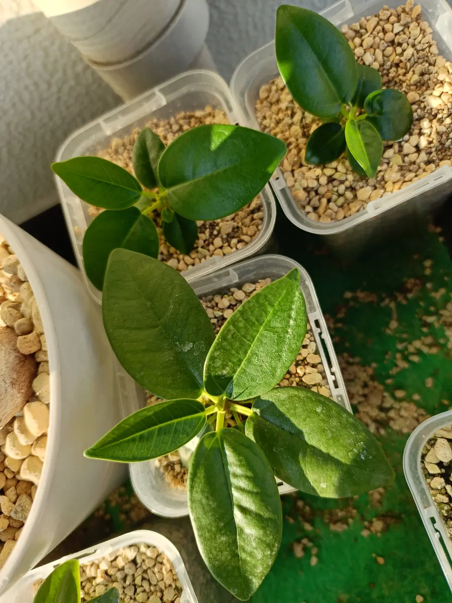 パンダガジュマル コパンダ接木 8号 パンダガジュマル8号 02 パンダ