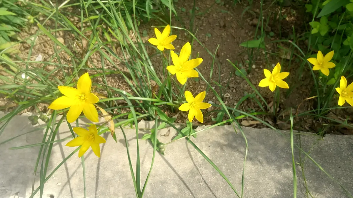 この花の名前を教えてください！我が家の庭の縁に植えた覚えも 