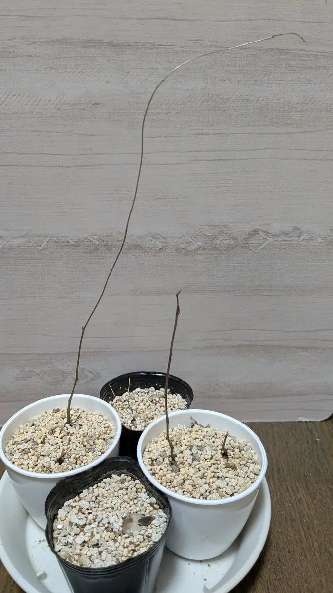 亀甲竜 実生 11月で1年経ちます。休眠から目覚めたのか、ひ｜園芸