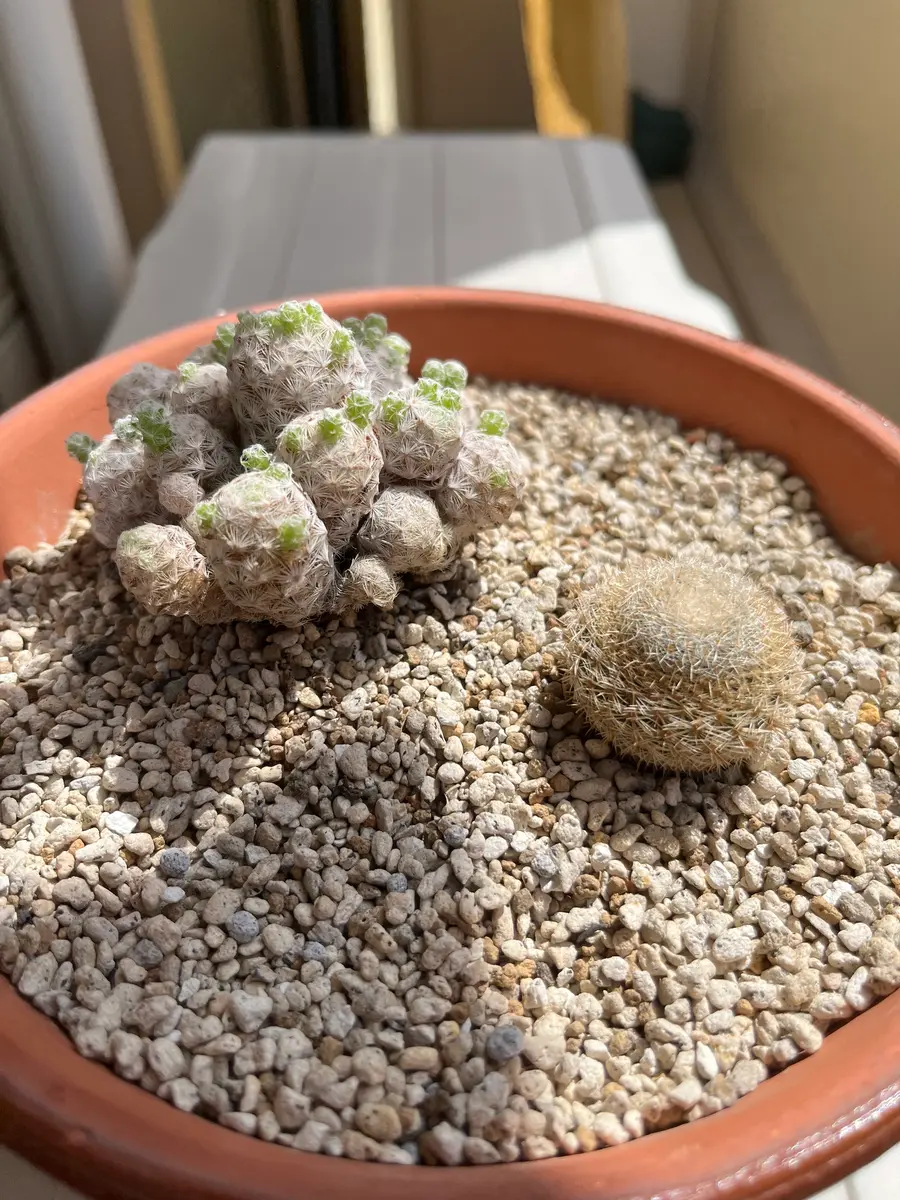サボテン初心者です。この状態は徒長でしょうか？姫春星と月｜園芸