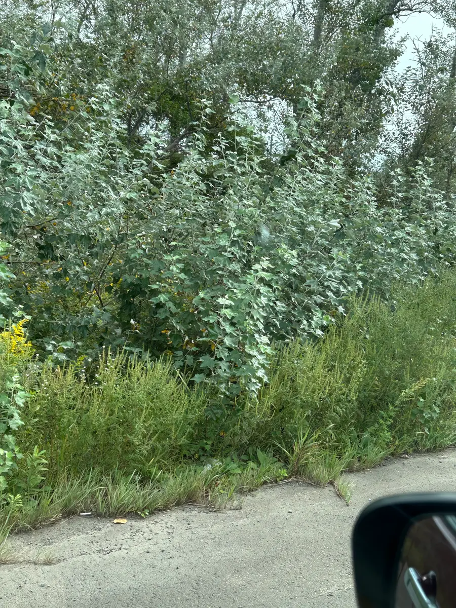 北海道の道端に生えていた、裏側が？白っぽい葉の植物です。車