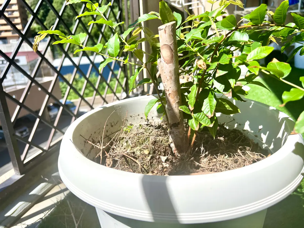 弱ってしまったジャボチカバにしてあげられることを教えてくだ