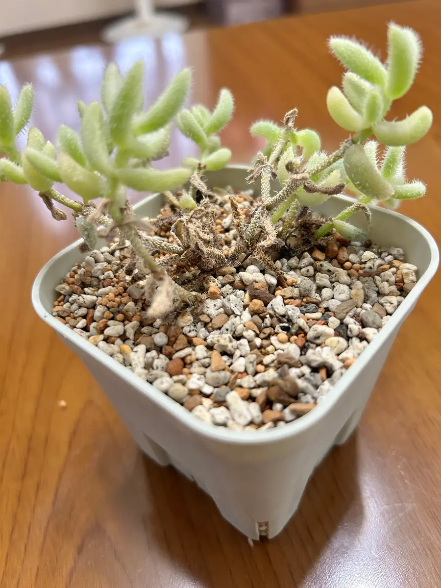 先月購入したライドウニシキ(多肉植物)の幹が変です。幹が茶色