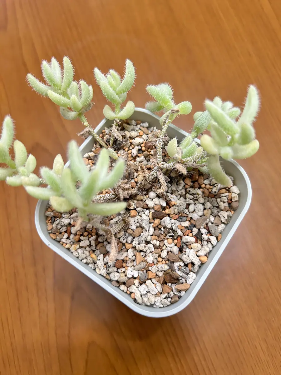 先月購入したライドウニシキ(多肉植物)の幹が変です。幹が茶色