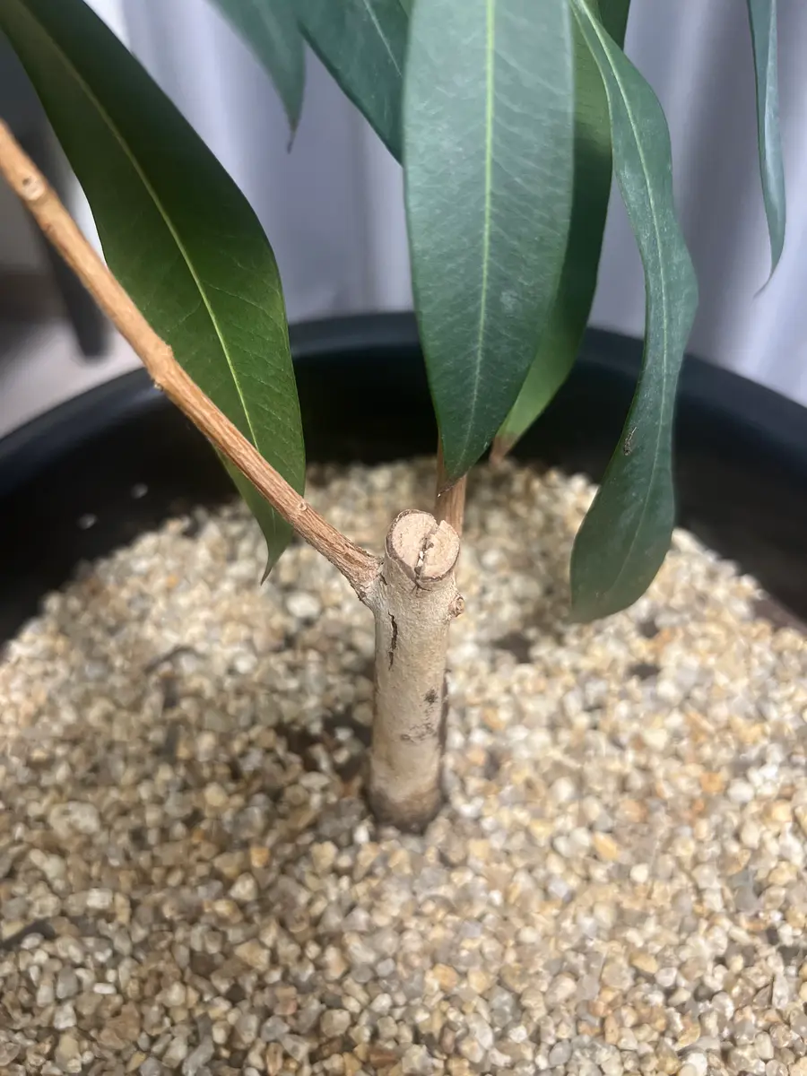 オリーブ シマ様 オリーブしまちゃん公式【香川県・小豆島】 on X