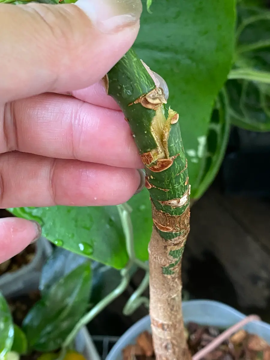 主幹を折ってしまったパキラの対処法調子に乗って曲げようと｜園芸