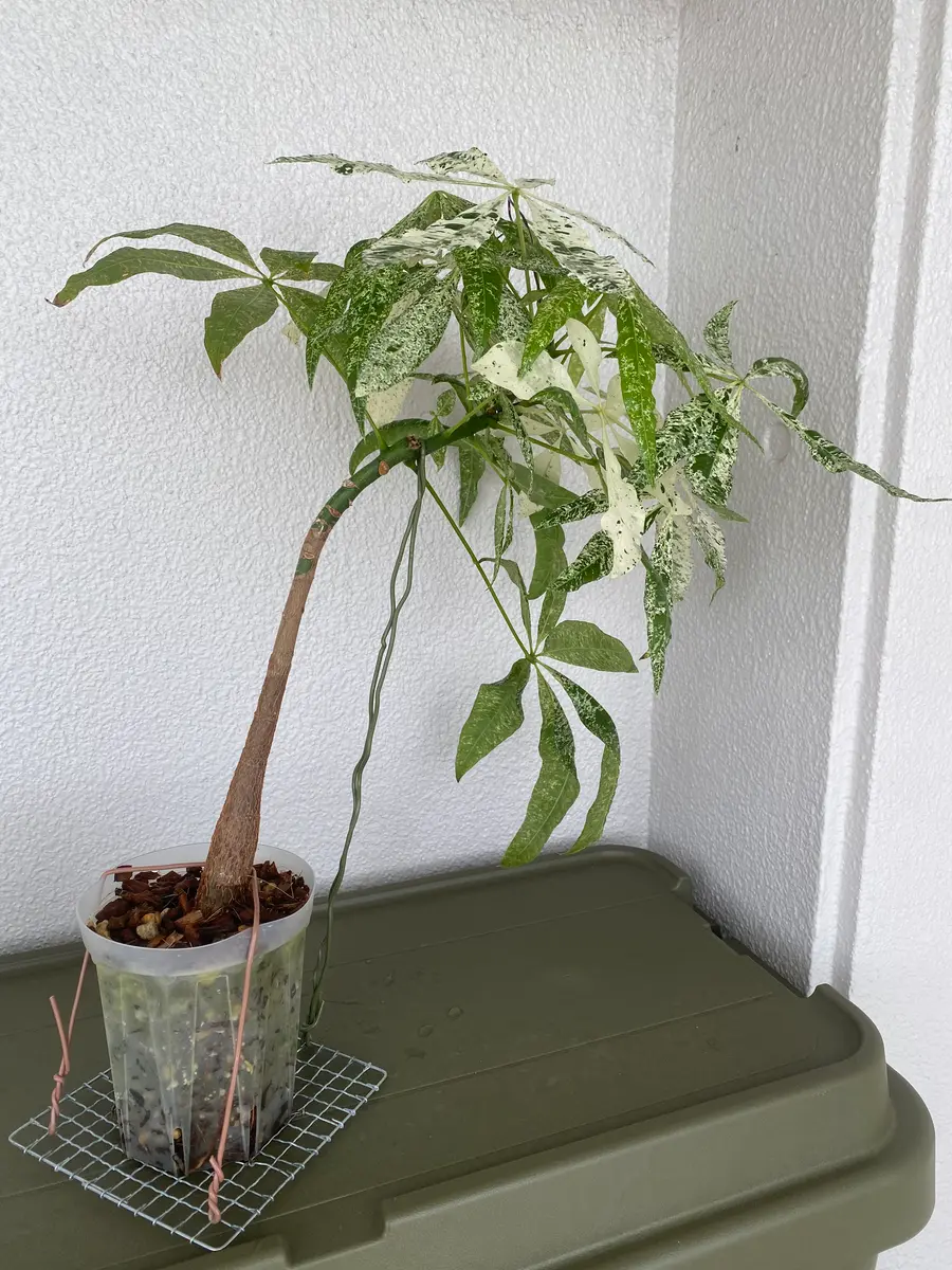 主幹を折ってしまったパキラの対処法調子に乗って曲げようと｜園芸