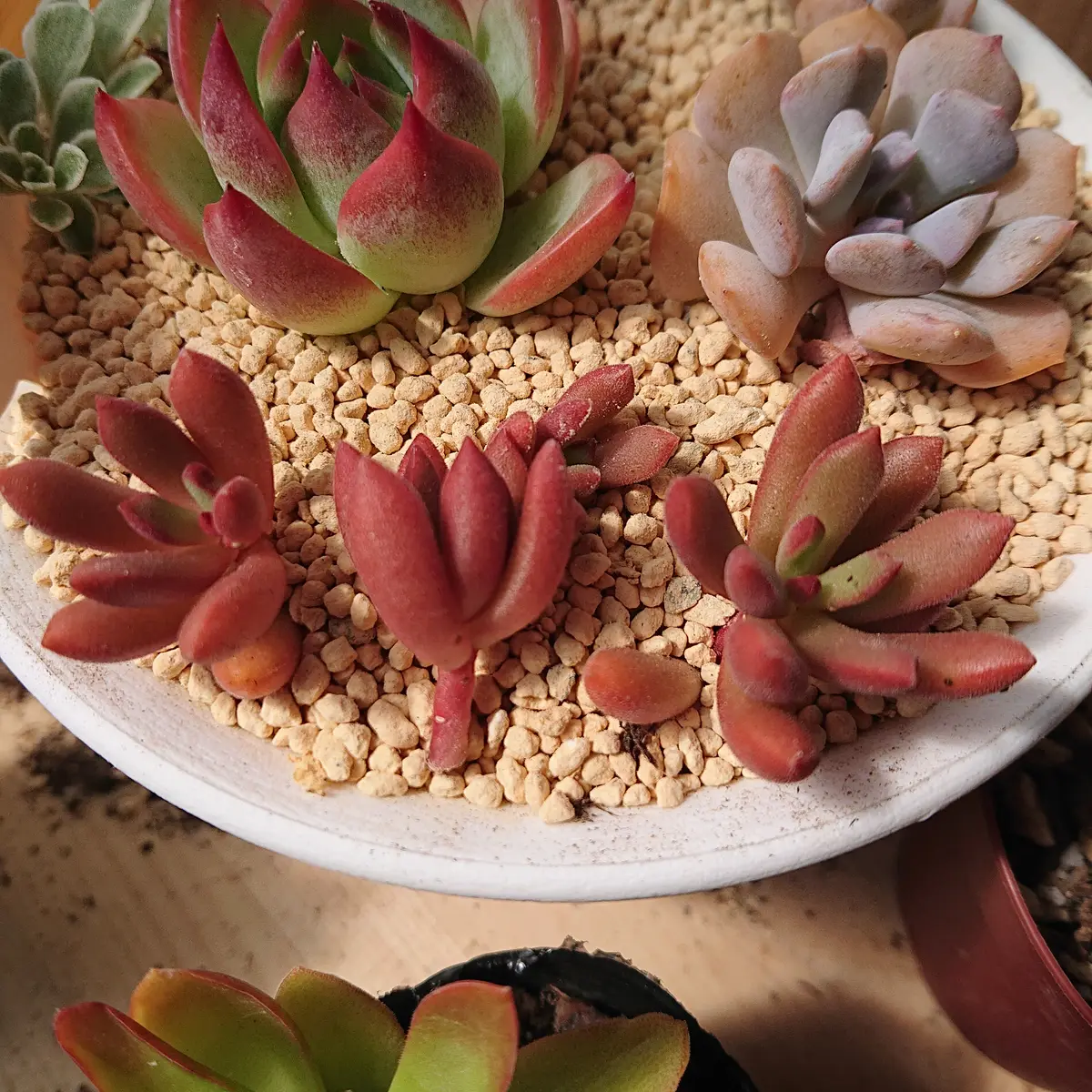 見本ページ 多肉植物 カット苗 ① つぶつぶ多肉+オマケ