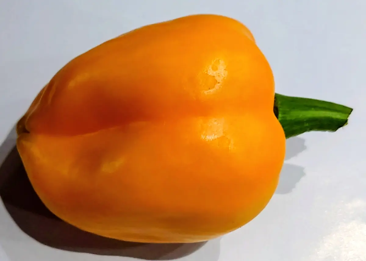 こんにちはパプリカの色と形について教えてください！この夏｜園芸