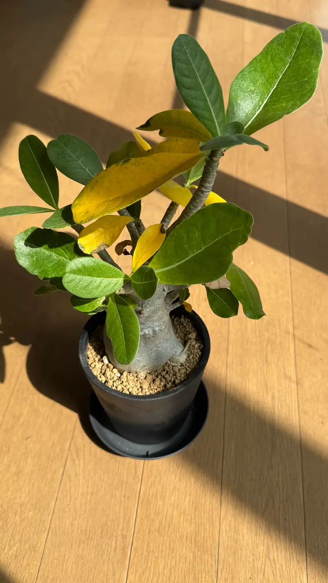 2ヶ月ほど前にホームセンターで買ってきたアデニウムアラビカ