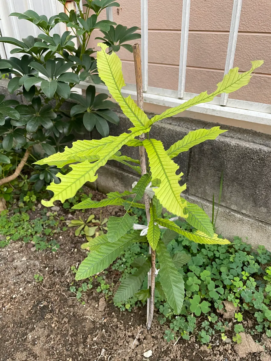 庭にあるどんぐりの木についてです。最近何かしらの虫によって 