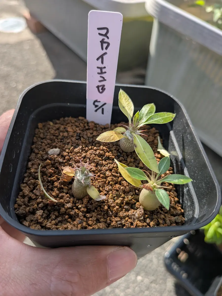 パキポディウムマカイエンセの実生1年目ですが最近急に葉が黄｜園芸