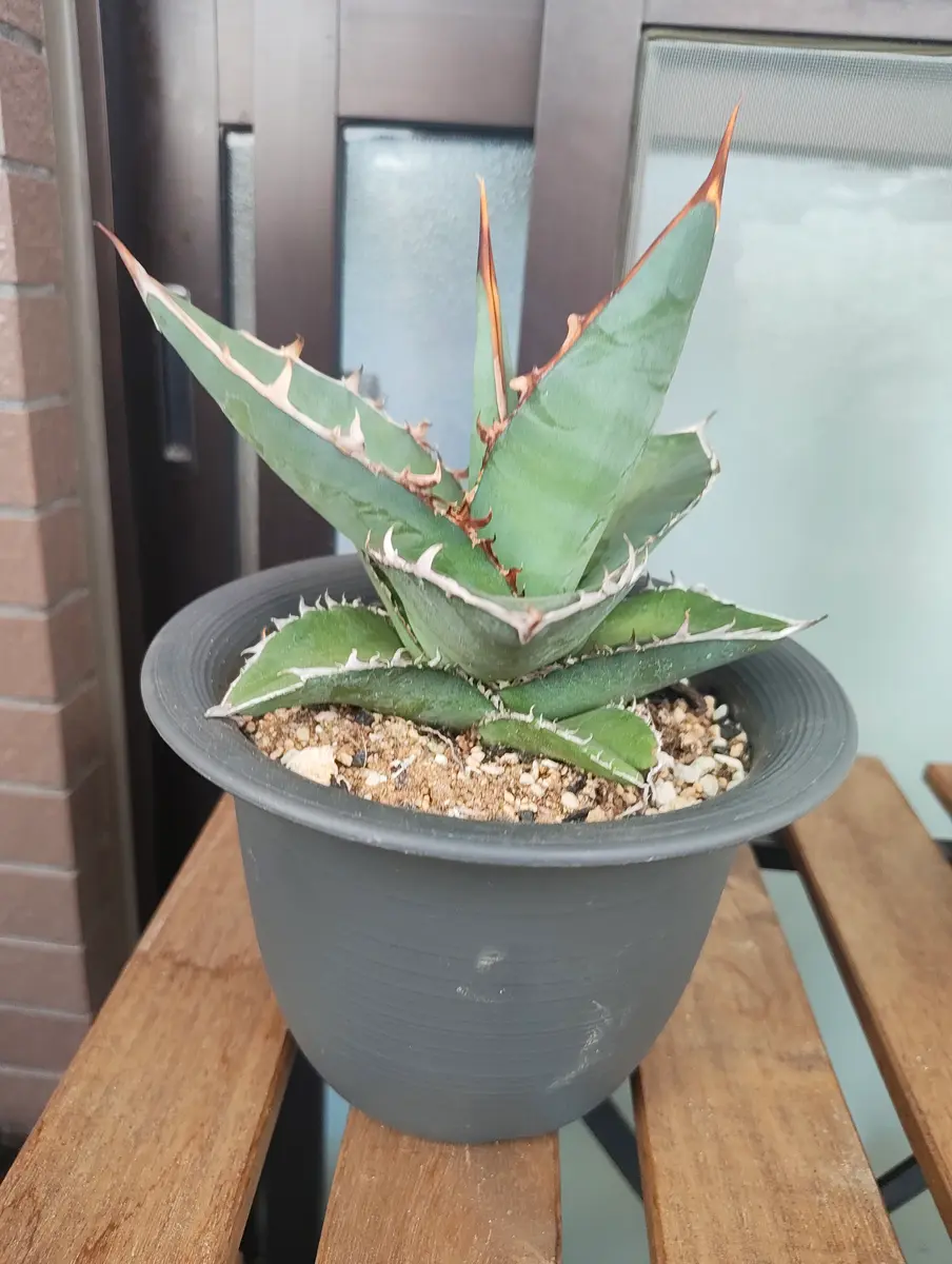 こんにちは。最近このアガベを入手したのですが、種類や系統が