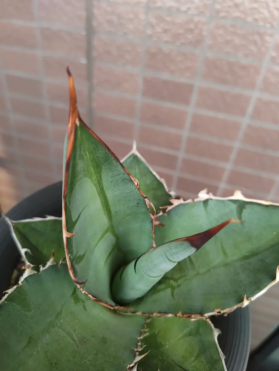 こんにちは。最近このアガベを入手したのですが、種類や系統が