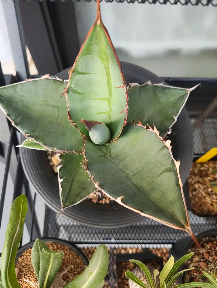 こんにちは。最近このアガベを入手したのですが、種類や系統が