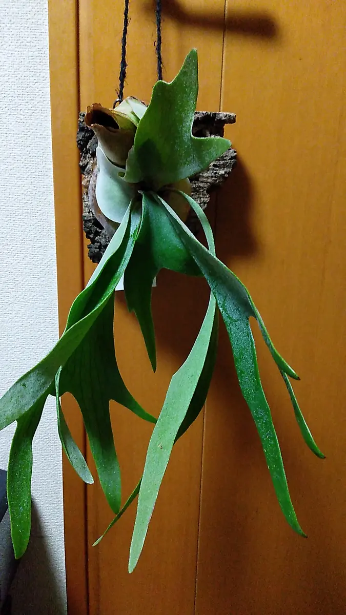 写真撮り直しました写真のビカクシダは親株の成長点は隠れて｜園芸