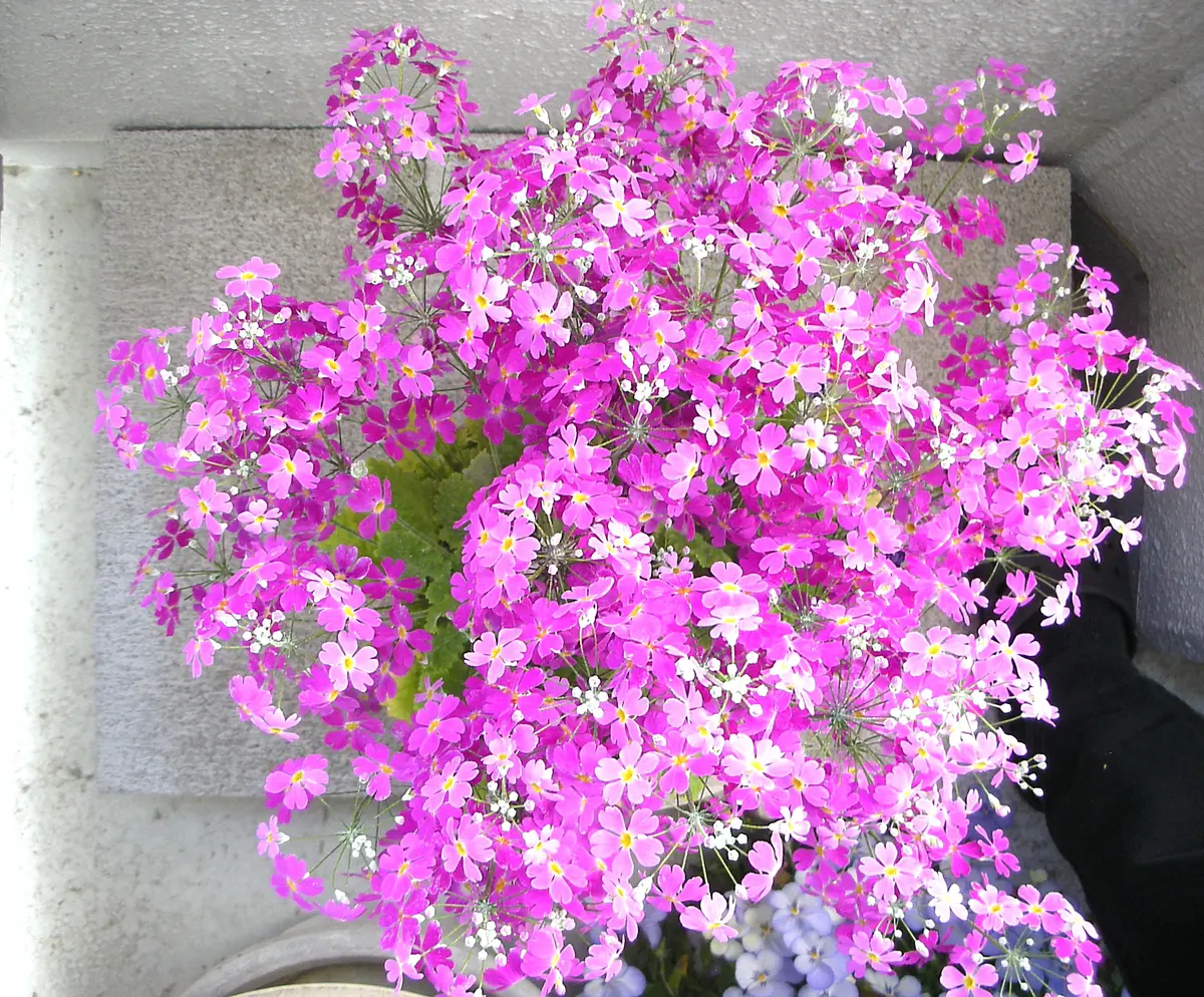 30年くらい前に購入した鉢植えの花で、毎年開花後に鉢に落ちた