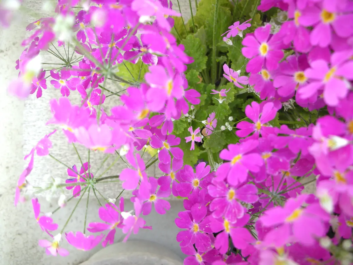 30年くらい前に購入した鉢植えの花で、毎年開花後に鉢に落ちた