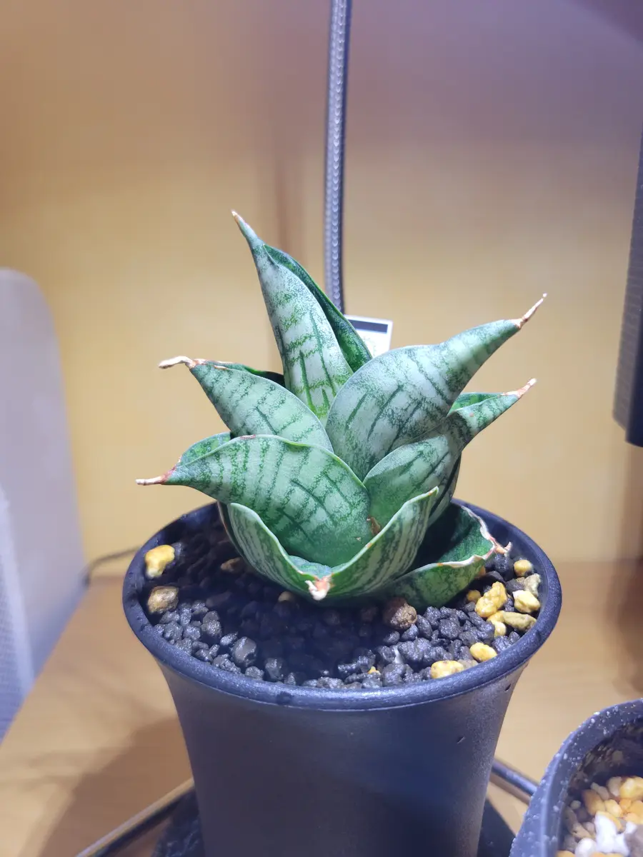 こんにちはサンスベリア ライオンハートを購入して1ヶ月たつ｜園芸